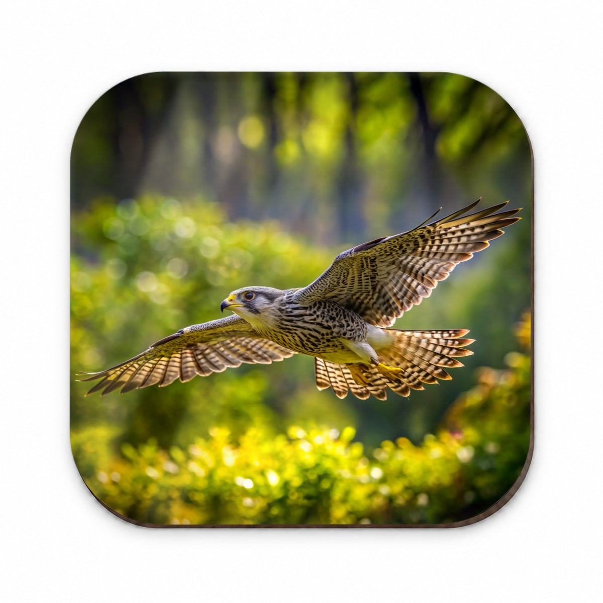 Saker Falcon Raptor in Flight Fridge Magnet