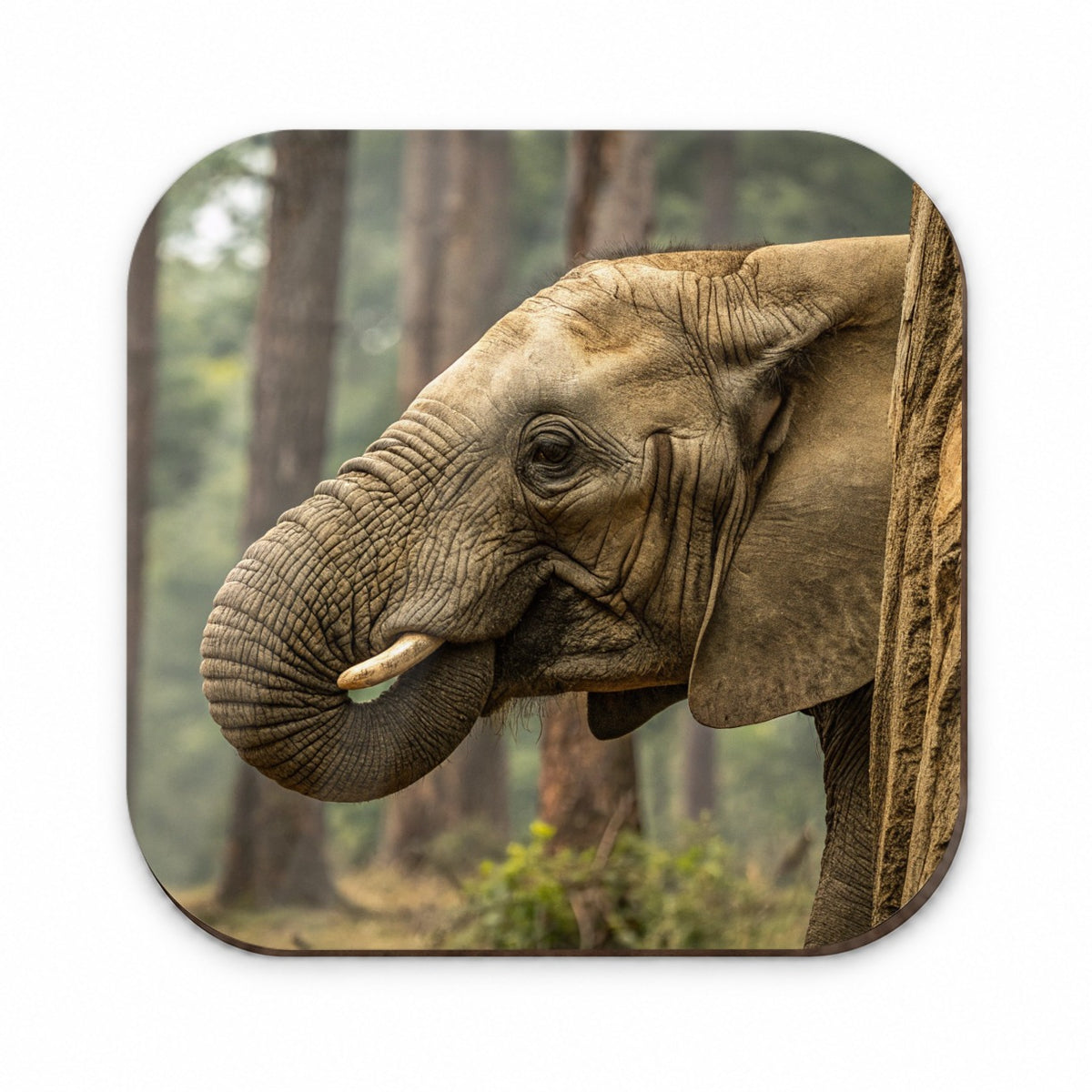 African Elephant Safari Wildlife Fridge Magnet