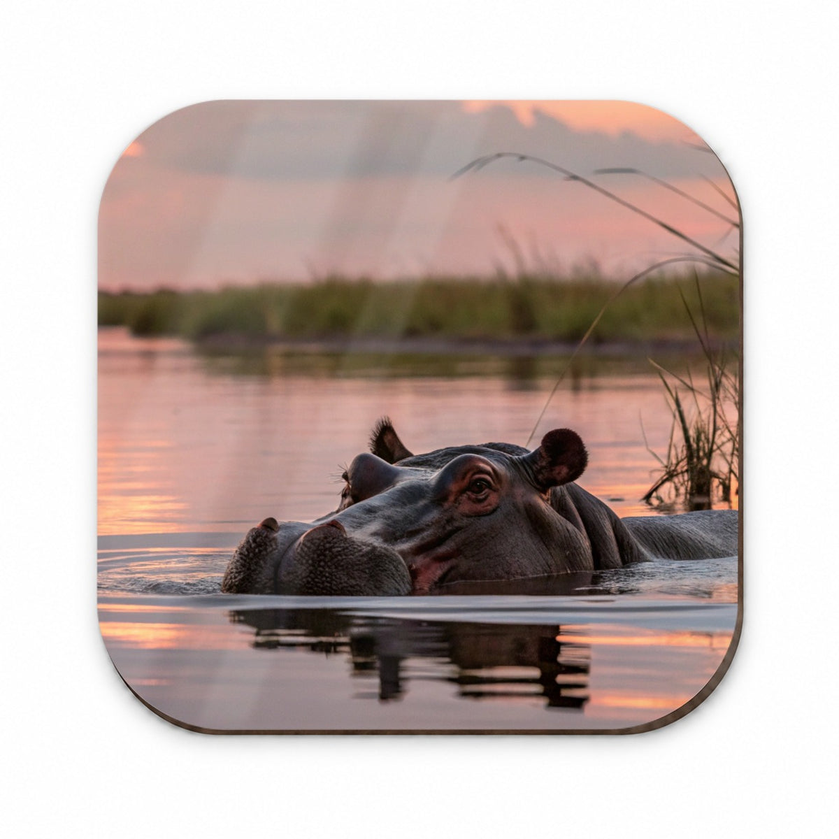 African Hippopotamus Sunset Safari Fridge Magnet