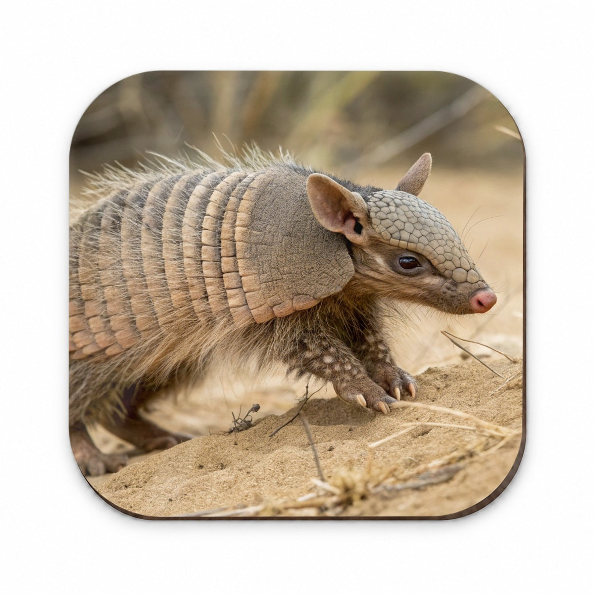 Armadillo in Nature Fridge Magnet