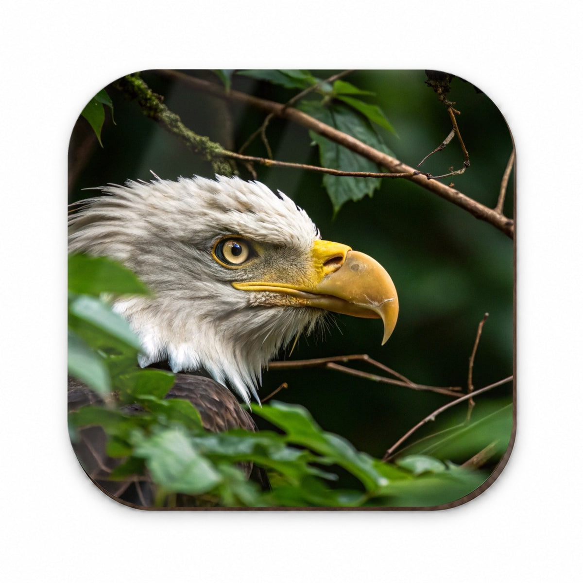 Bald Eagle Wildlife Portrait Fridge Magnet