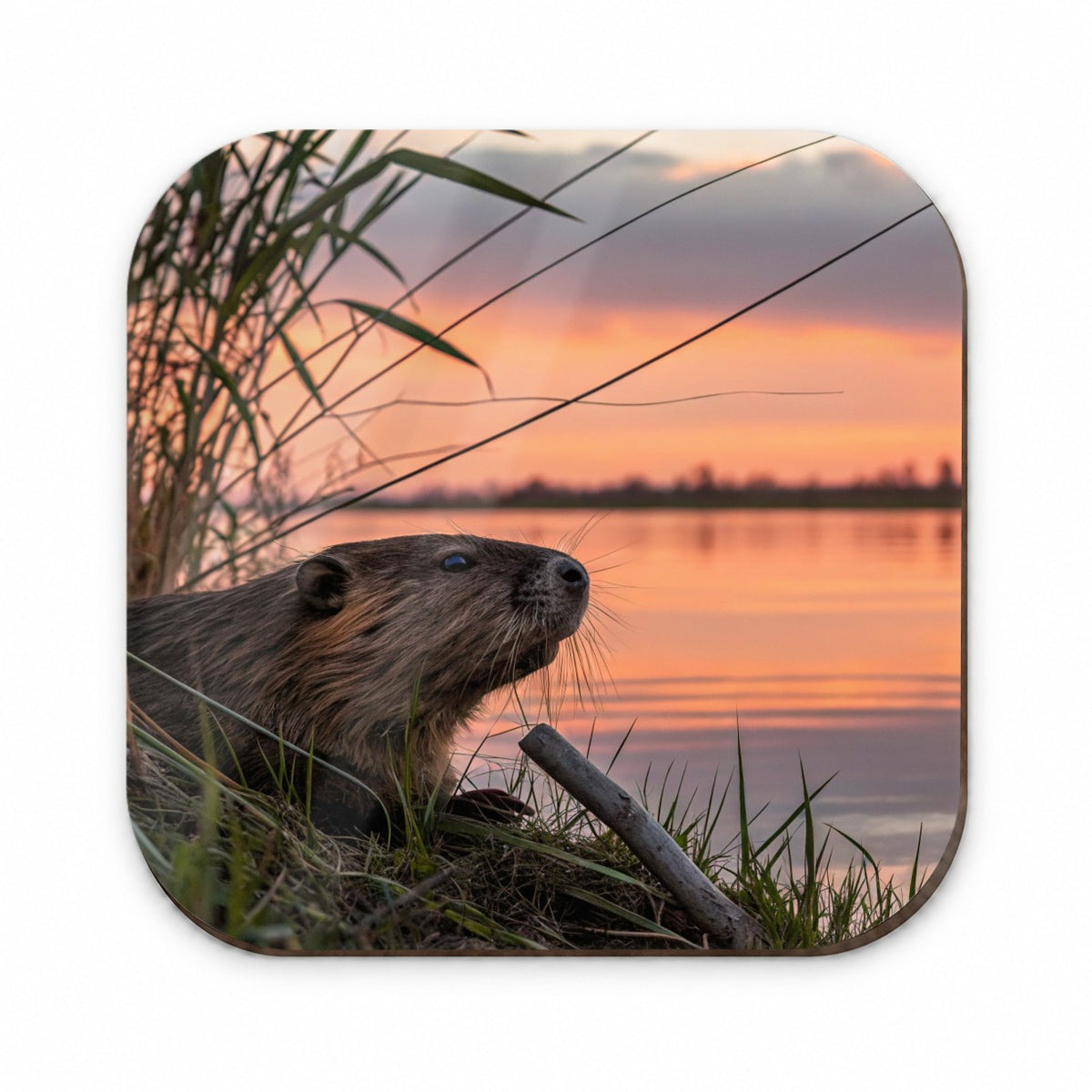 Beaver Pond At Sunset Fridge Magnet