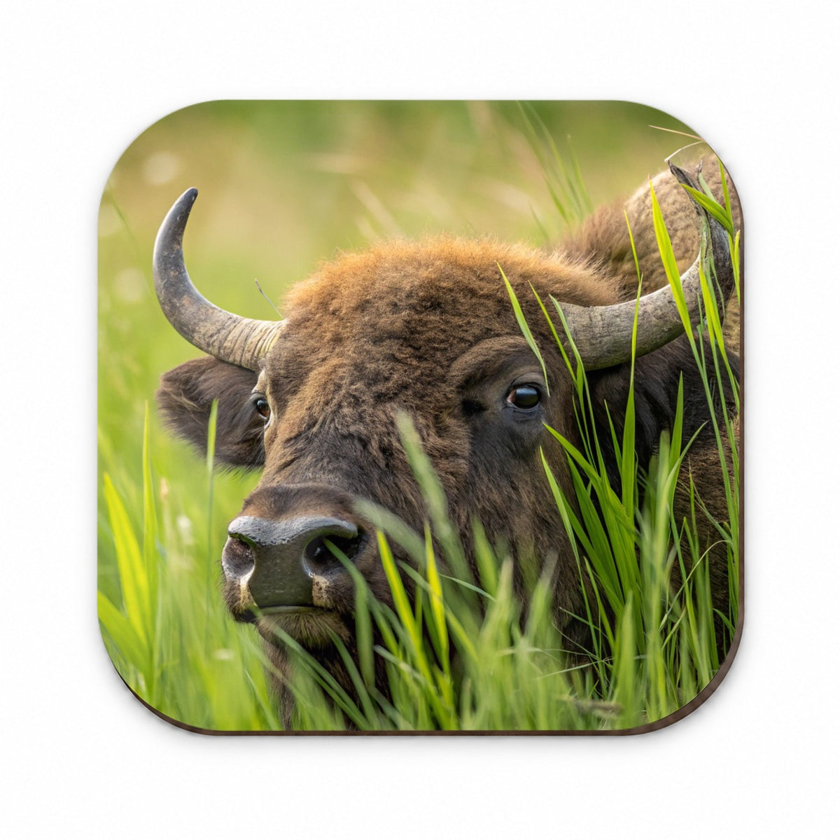 Bison Grassland Wildlife Scene Fridge Magnet