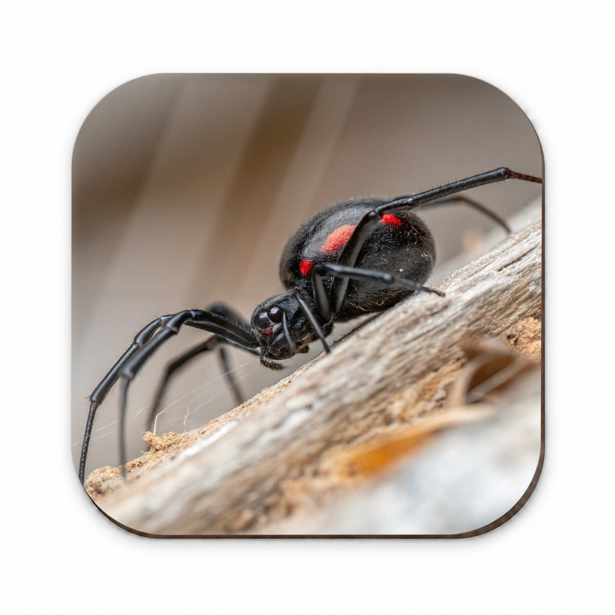 Black Widow Spider Arachnid Fridge Magnet