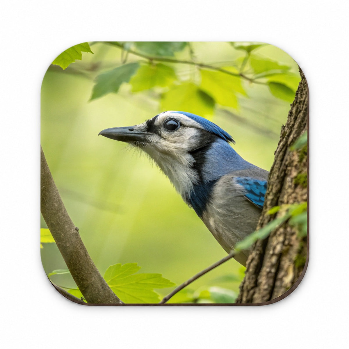 Blue Jay Bird Wildlife Fridge Magnet