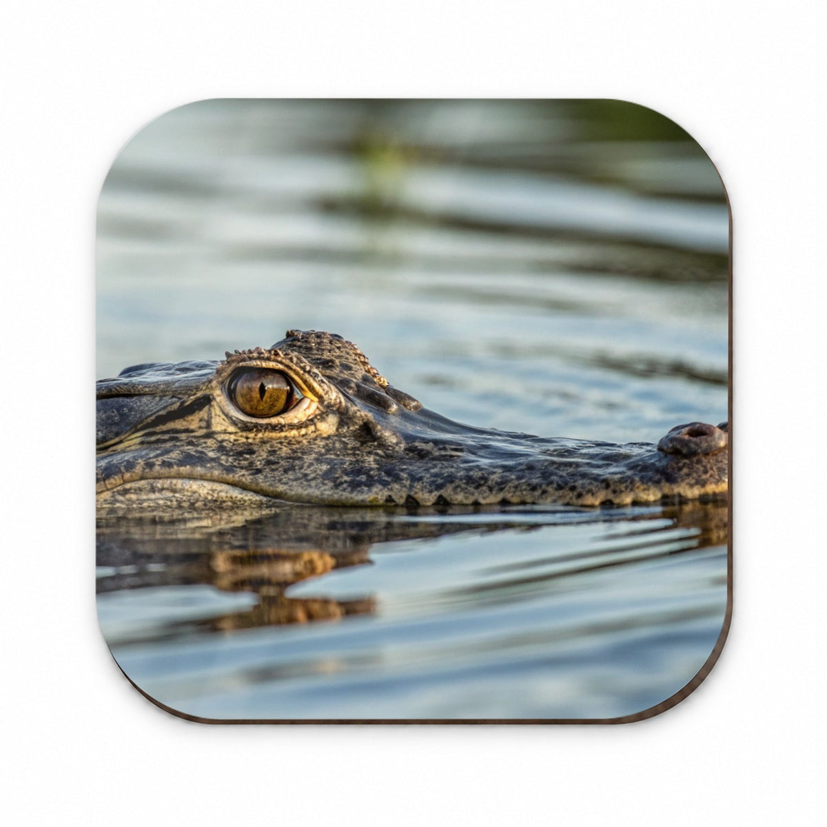 Crocodile In Water Wildlife Fridge Magnet