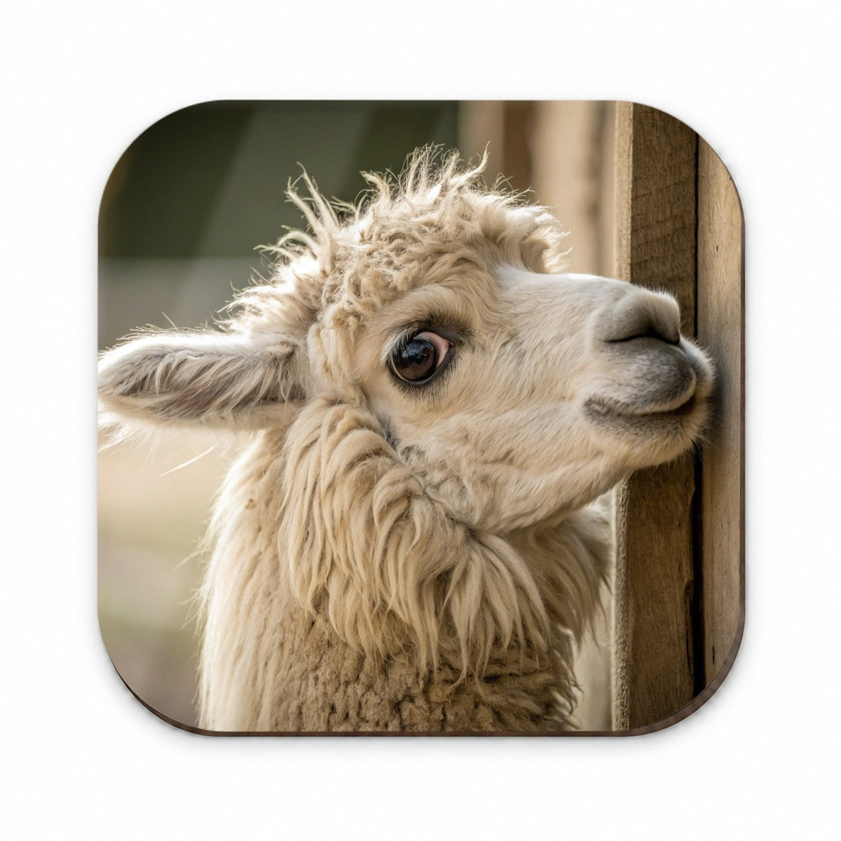 Curious Alpaca Close Up Fridge Magnet