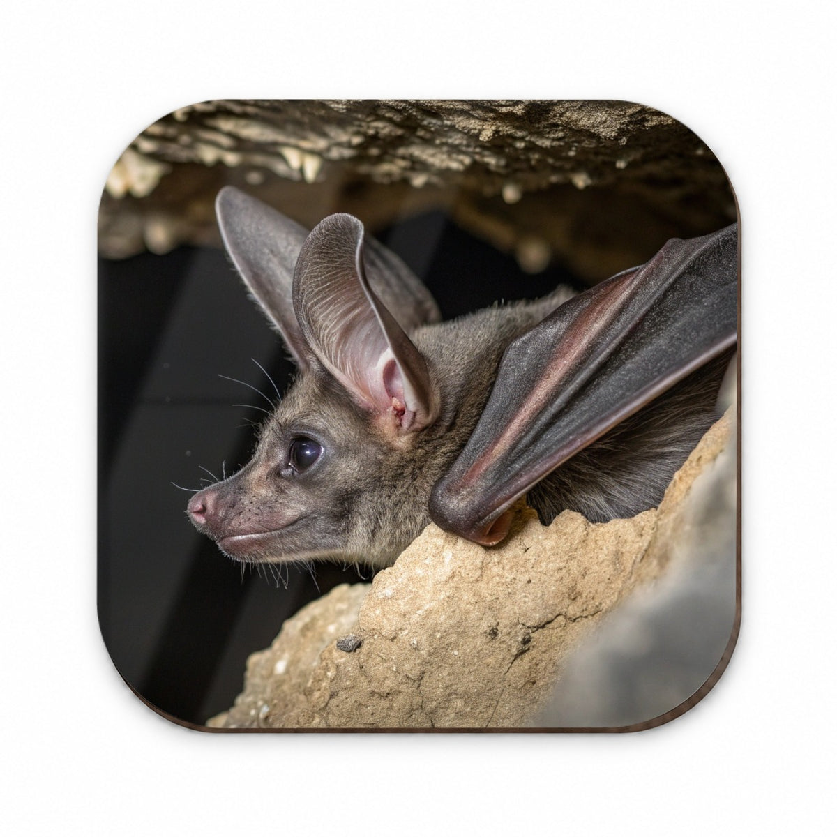 Curious Bat Cave Wildlife Fridge Magnet
