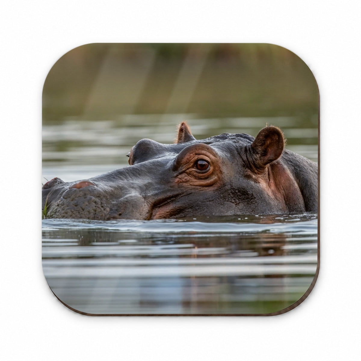 Hippo River Safari Wildlife Africa Fridge Magnet