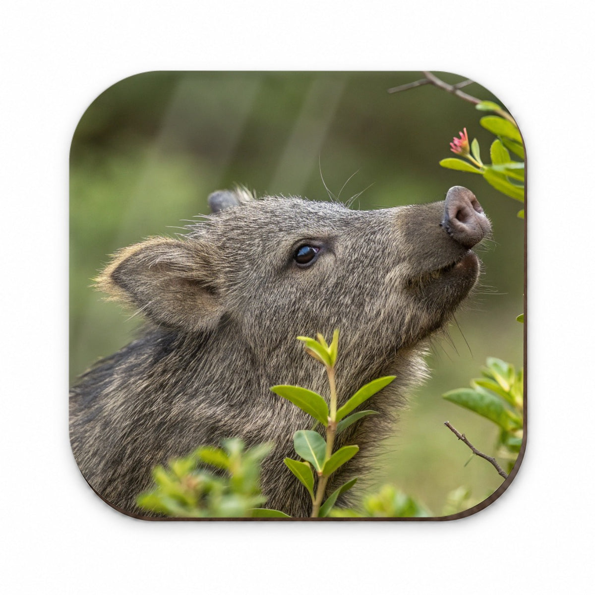 Javelina Woodland Fridge Magnet