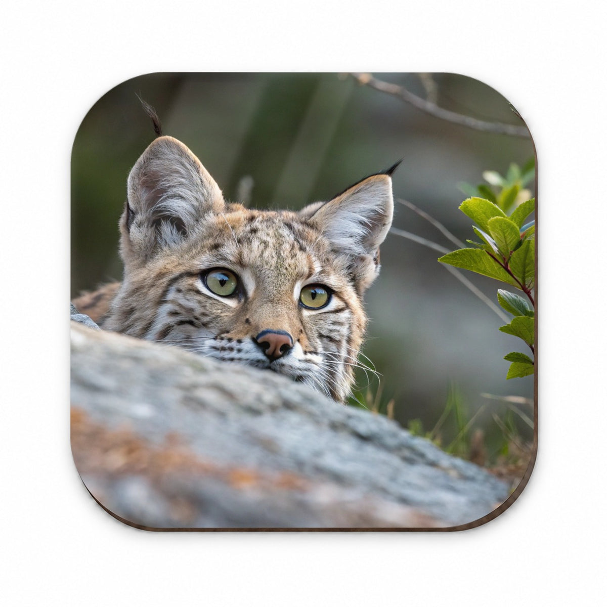 Watchful Bobcat Wildlife Nature Fridge Magnet