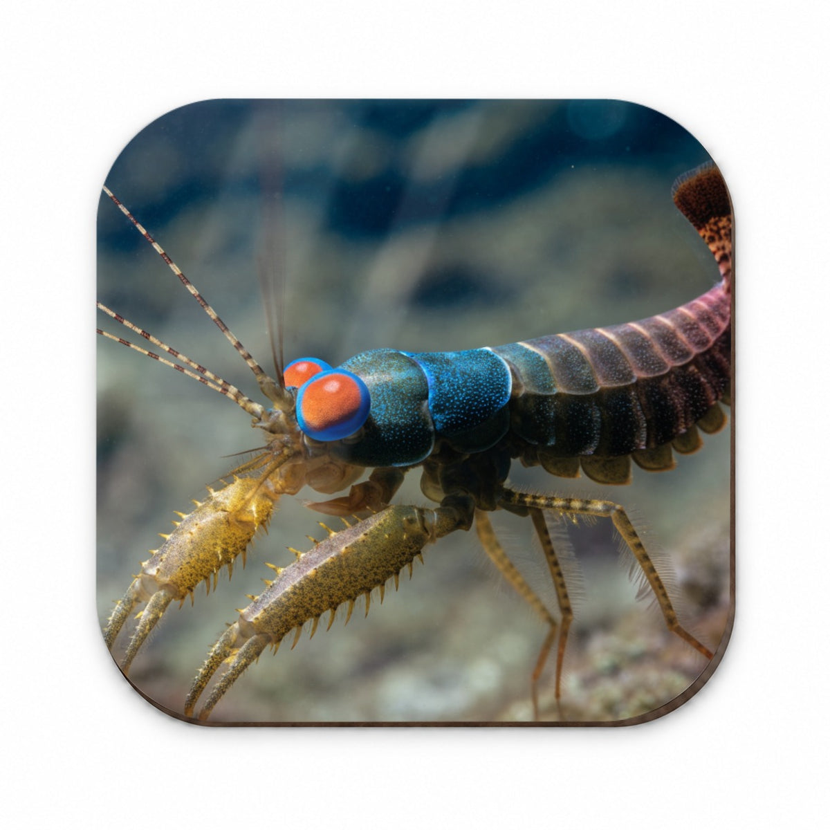 Mantis Shrimp Fridge Magnet