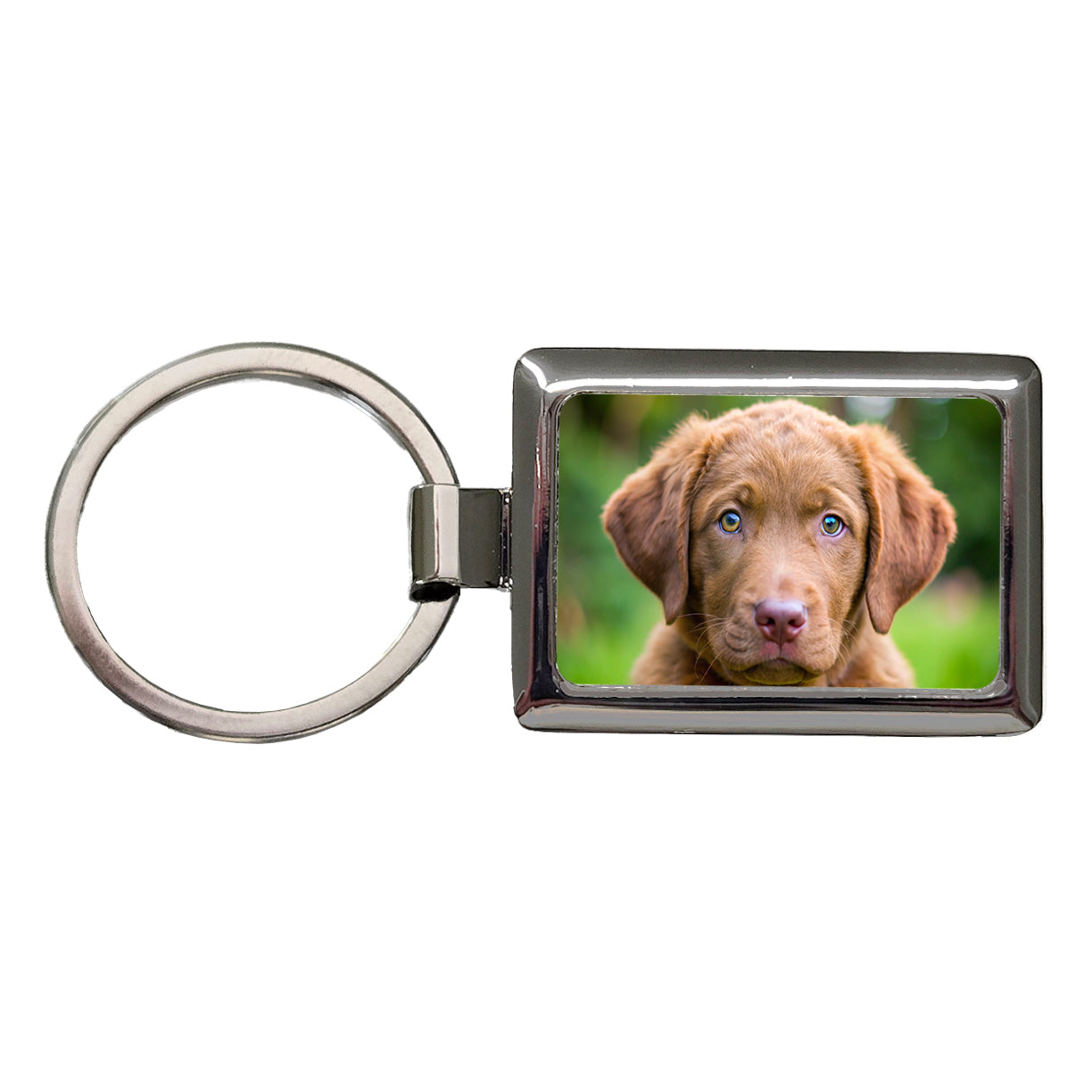 Chesapeake Bay Retriever Dog Puppy Photo Rectangle Metal Keychain