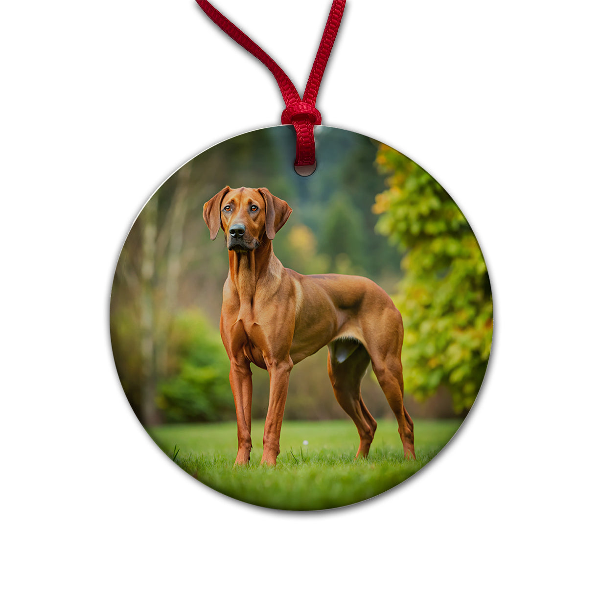 Rhodesian Ridgeback Dog Photo Round Ceramic Holiday Christmas Tree Ornament
