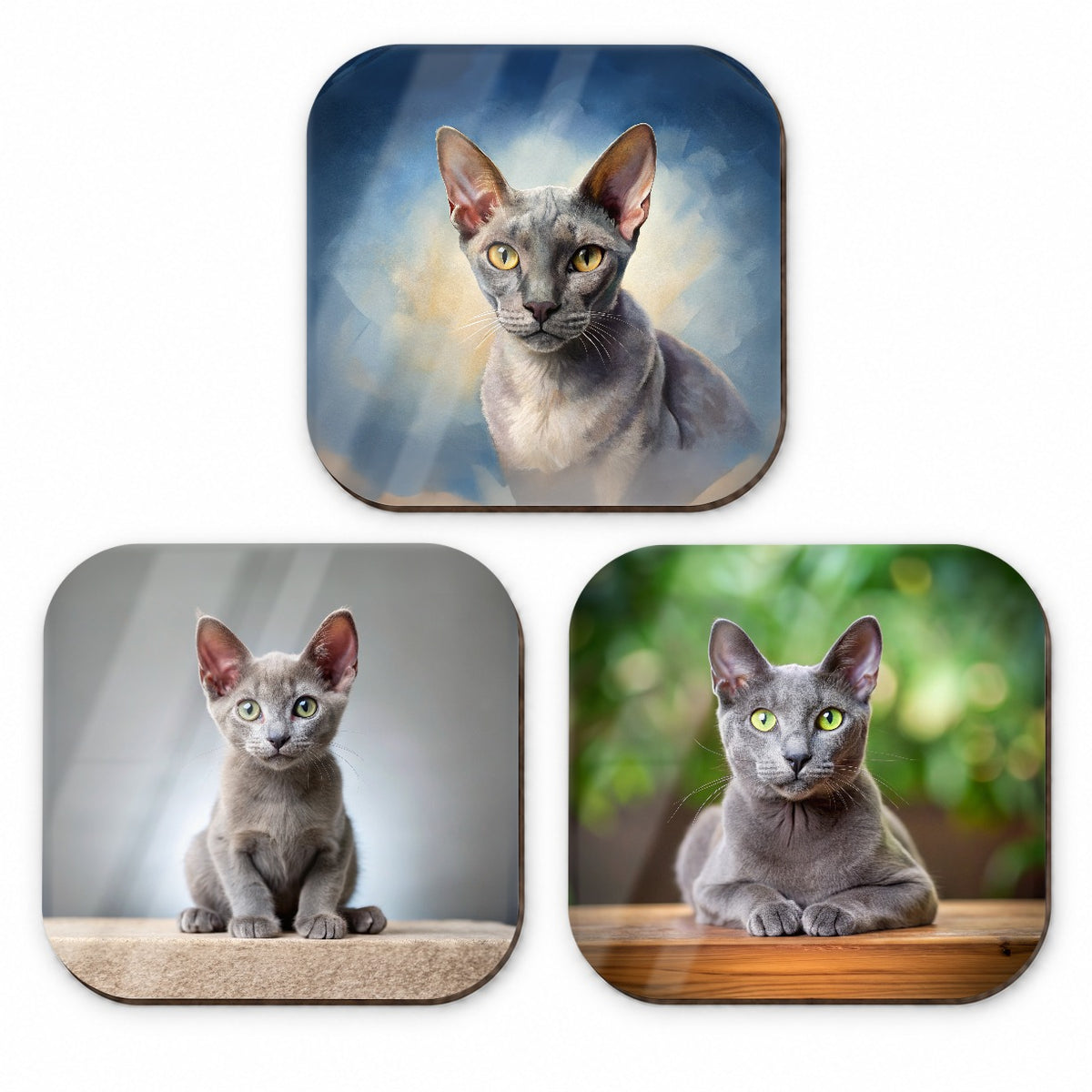 Korat Cat Photo Illustration Fridge Magnet Set