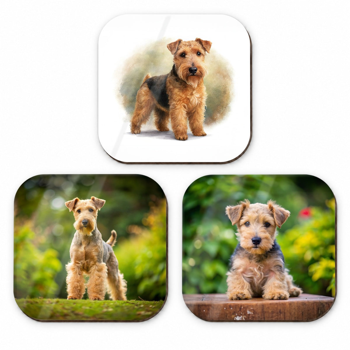 Lakeland Terrier Dog Photo Illustration Fridge Magnet Set