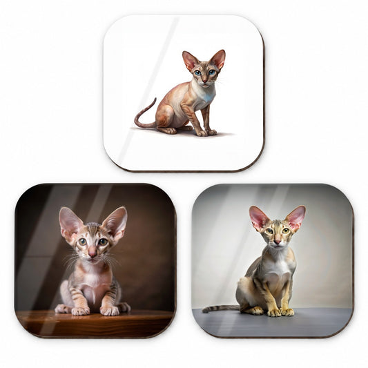 Oriental Shorthair Cat Photo Illustration Fridge Magnet Set