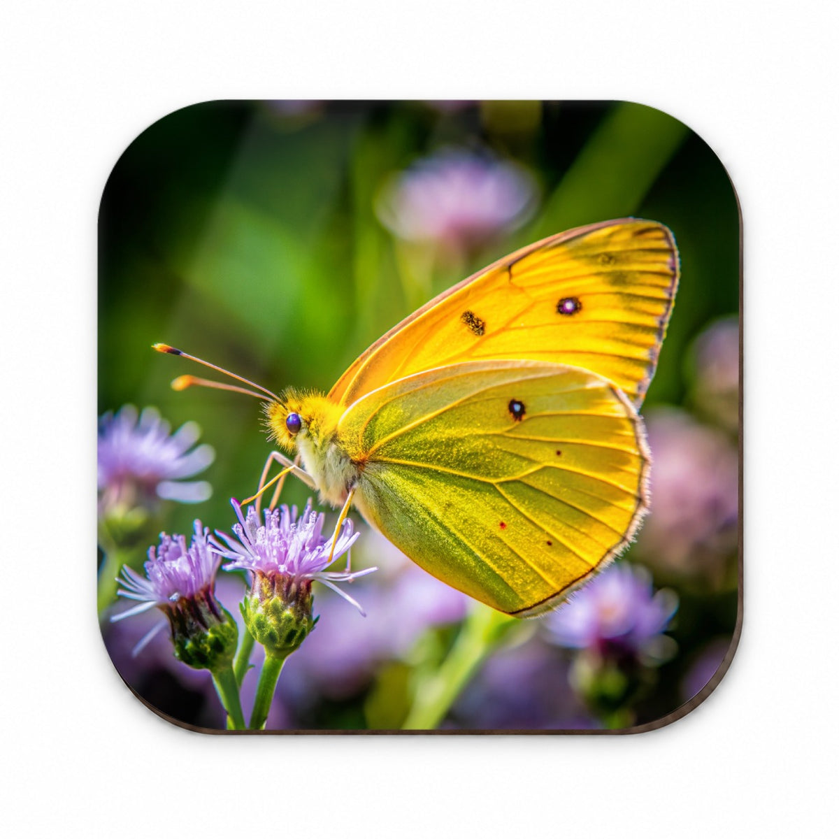 Orange Sulphur Butterfly Fridge Magnet