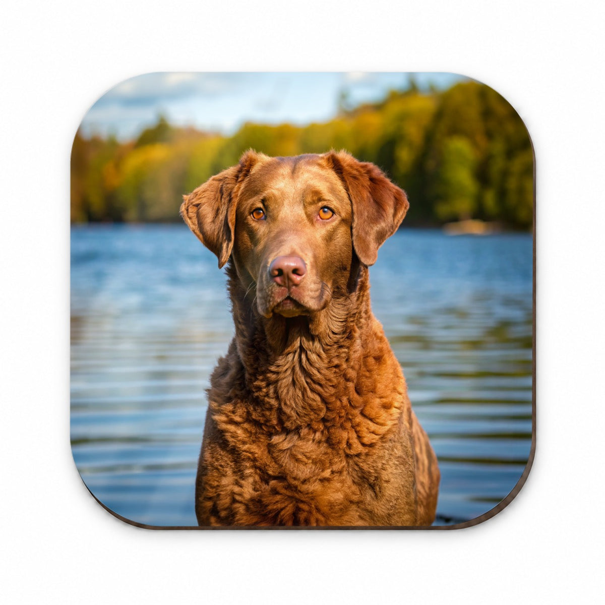 Chesapeake Bay Retriever Dog Photo Fridge Magnet