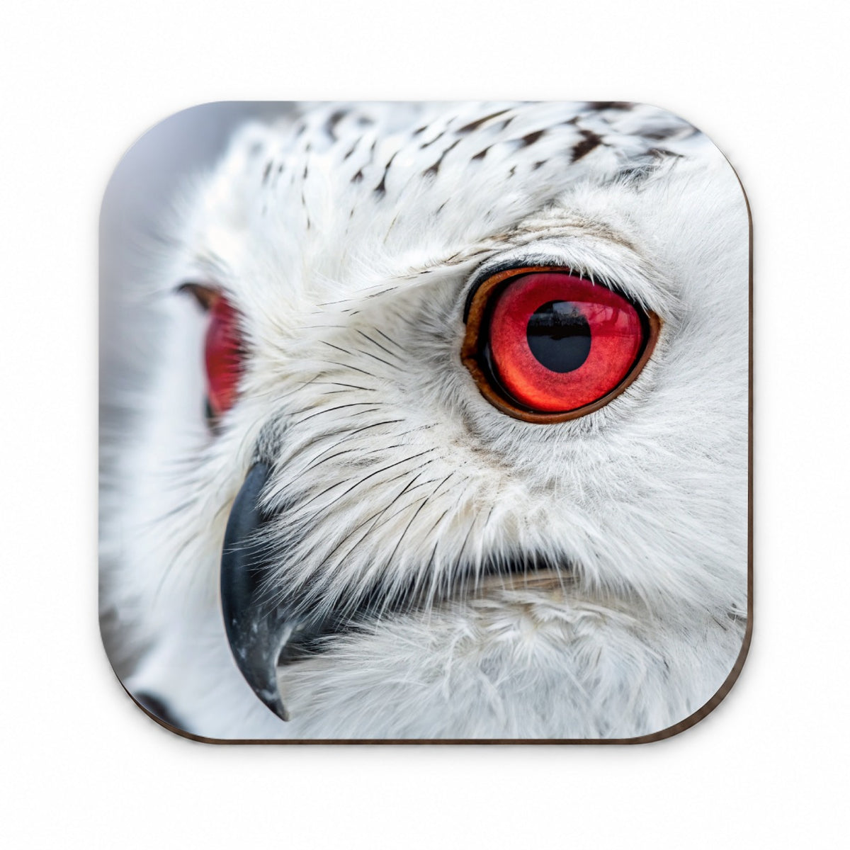 Red Eyes Owl Bird Fridge Magnet