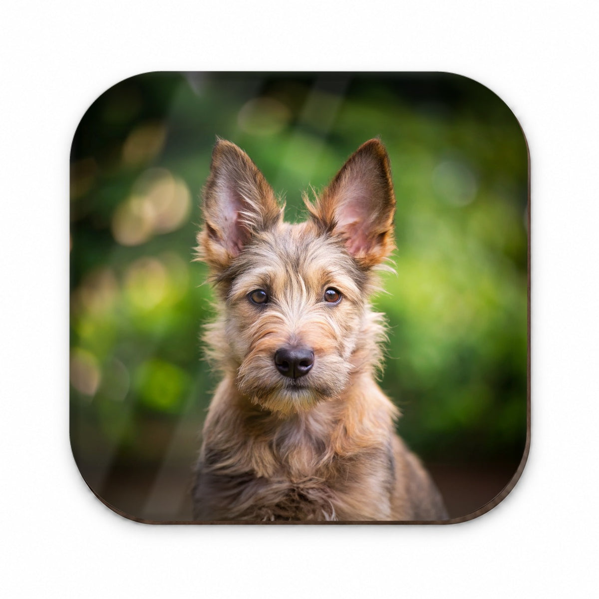 Berger Picard Dog Puppy Photo Fridge Magnet