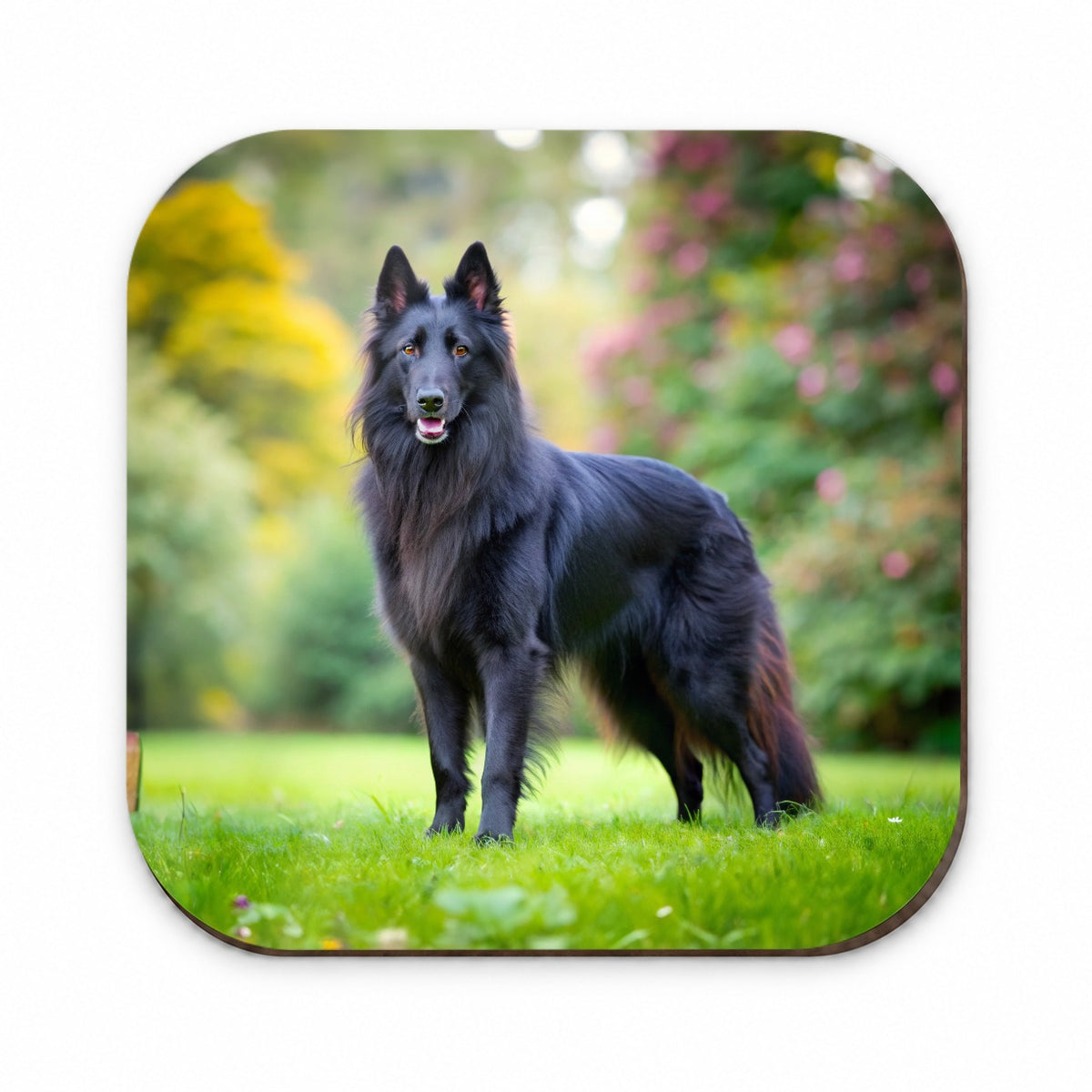 Groenendael Belgian Sheepdog Dog Photo Fridge Magnet
