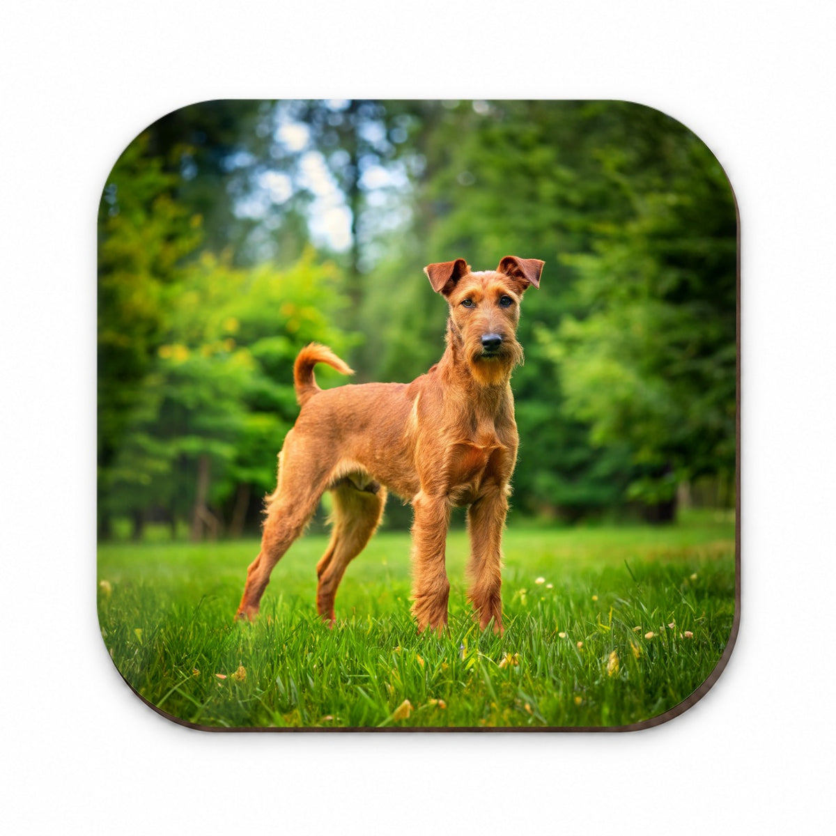 Irish Terrier Dog Photo Fridge Magnet