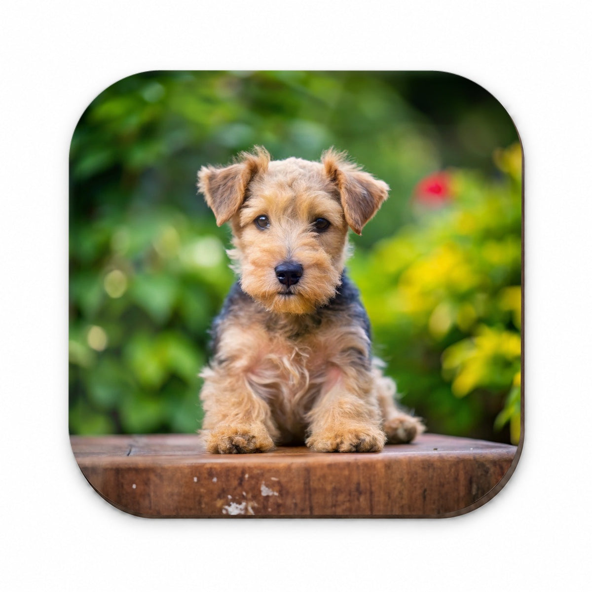 Lakeland Terrier Dog Puppy Photo Fridge Magnet