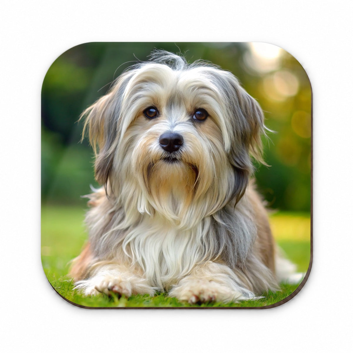 Lowchen Little Lion Dog Photo Fridge Magnet