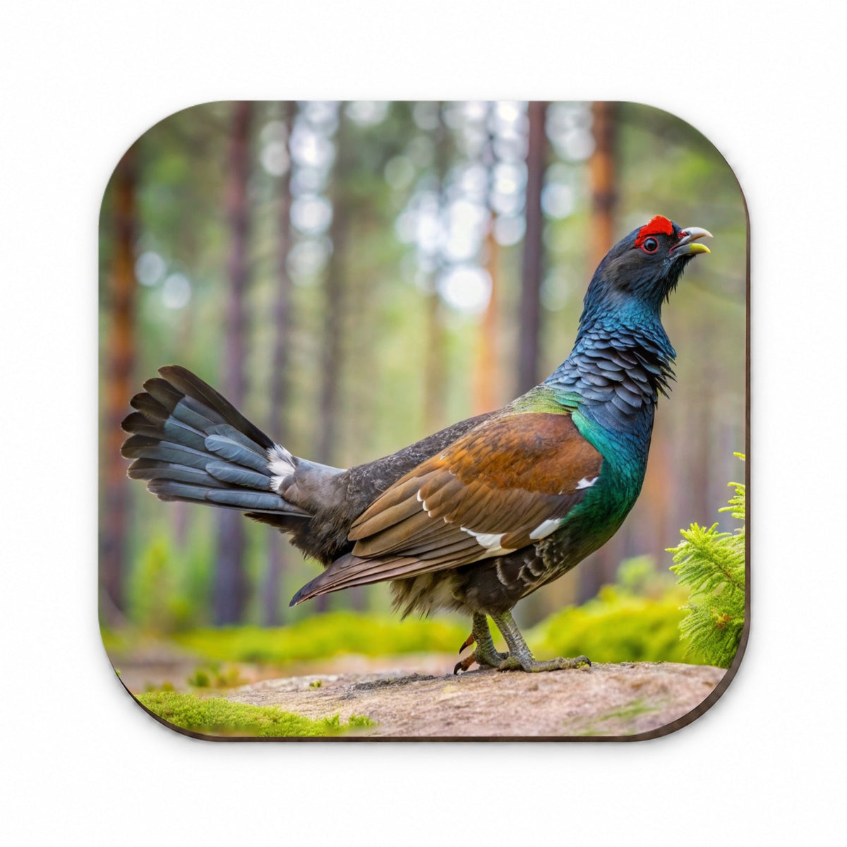 Western Capercaillie Wood Grouse Bird Fridge Magnet