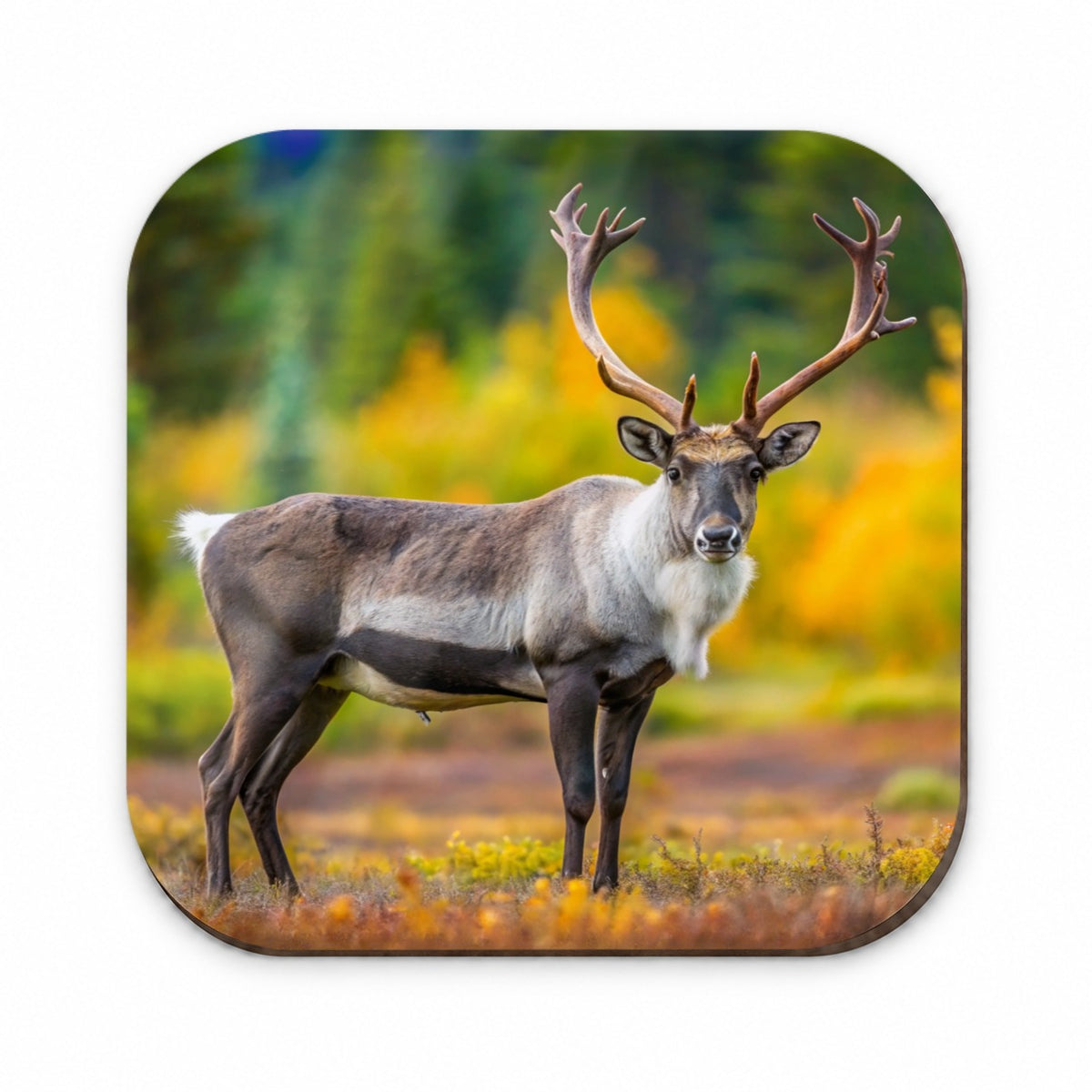 Caribou Deer Reindeer Photo Fridge Magnet