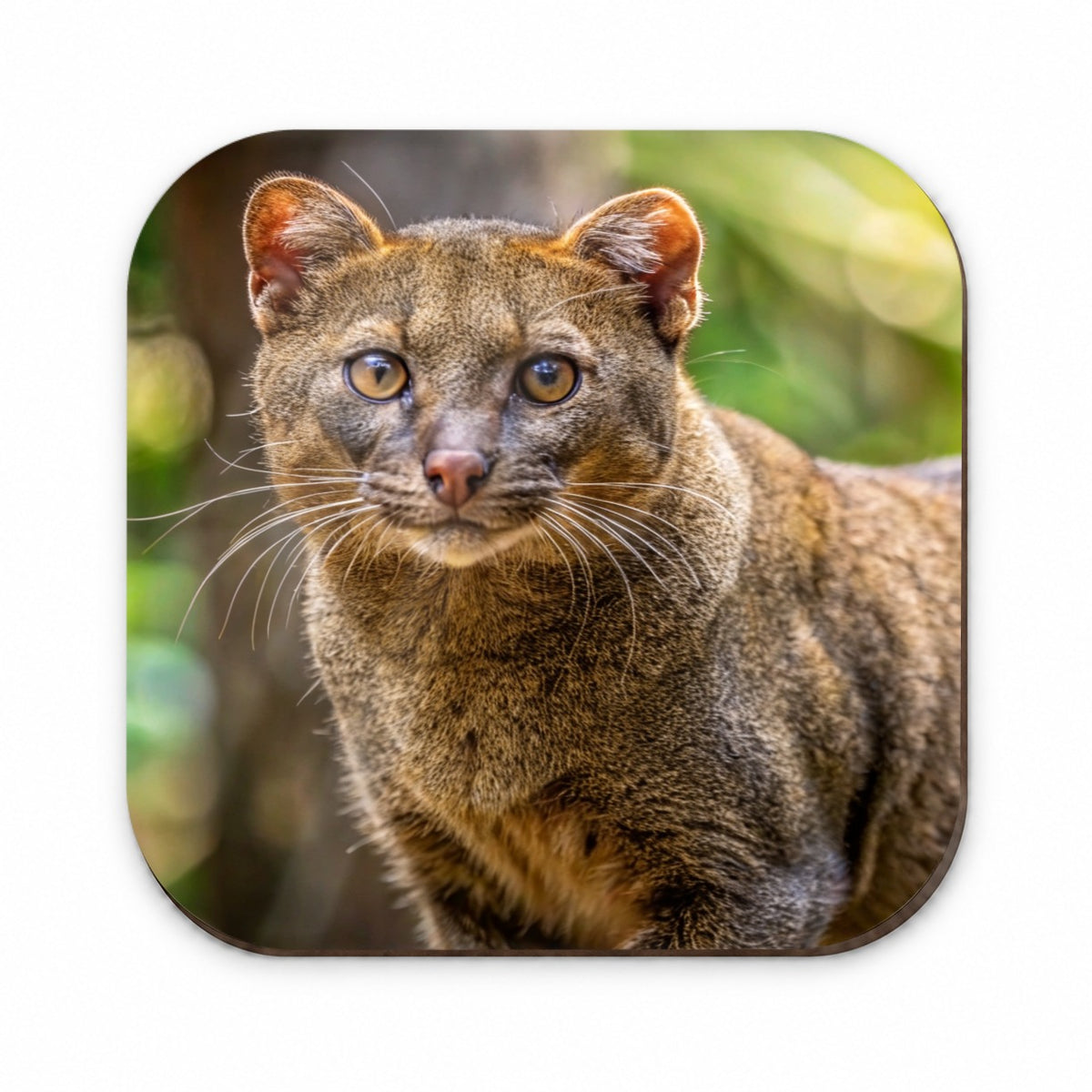Jaguarundi Otter Cat Photo Fridge Magnet