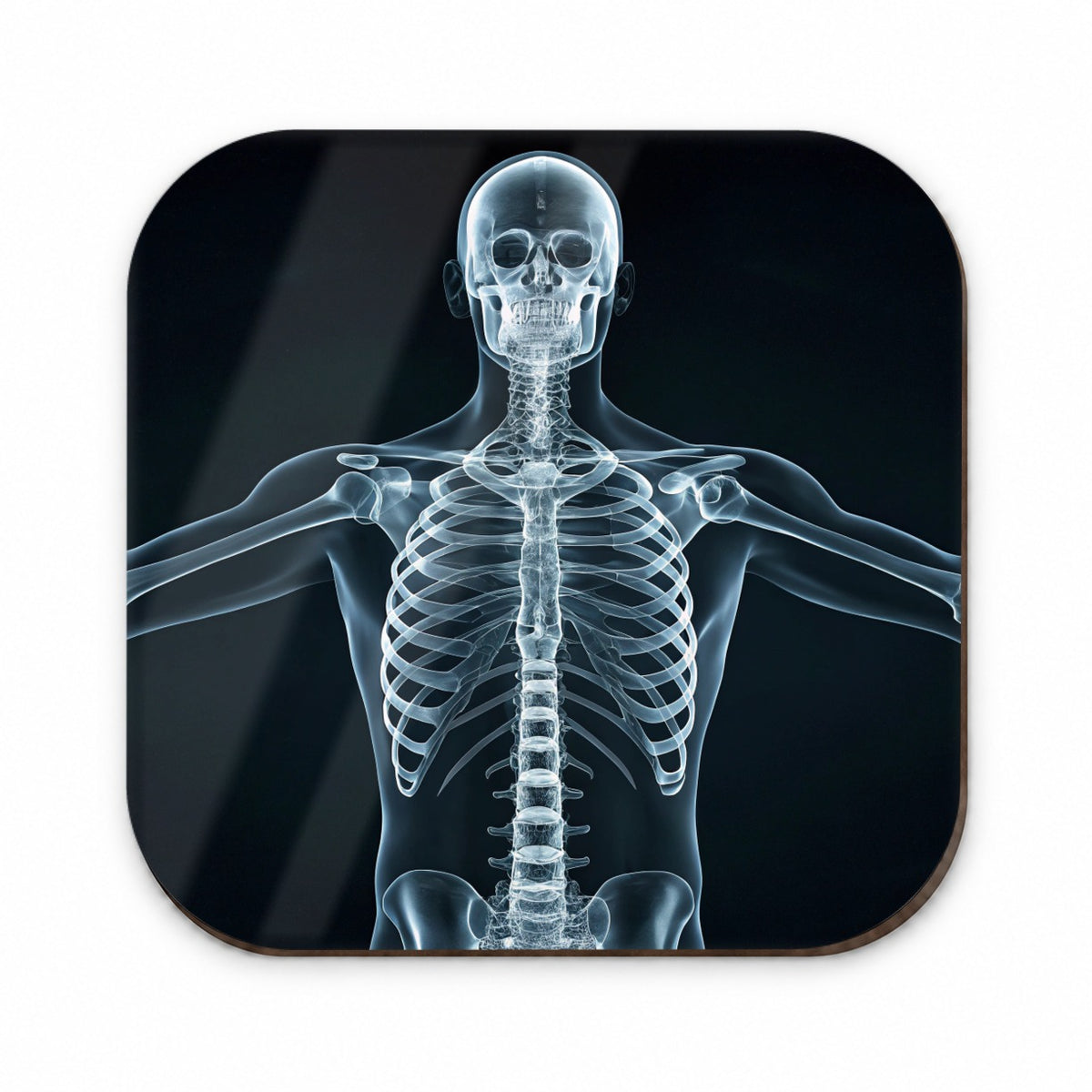 Anatomy Skeleton Xray Science Fridge Magnet