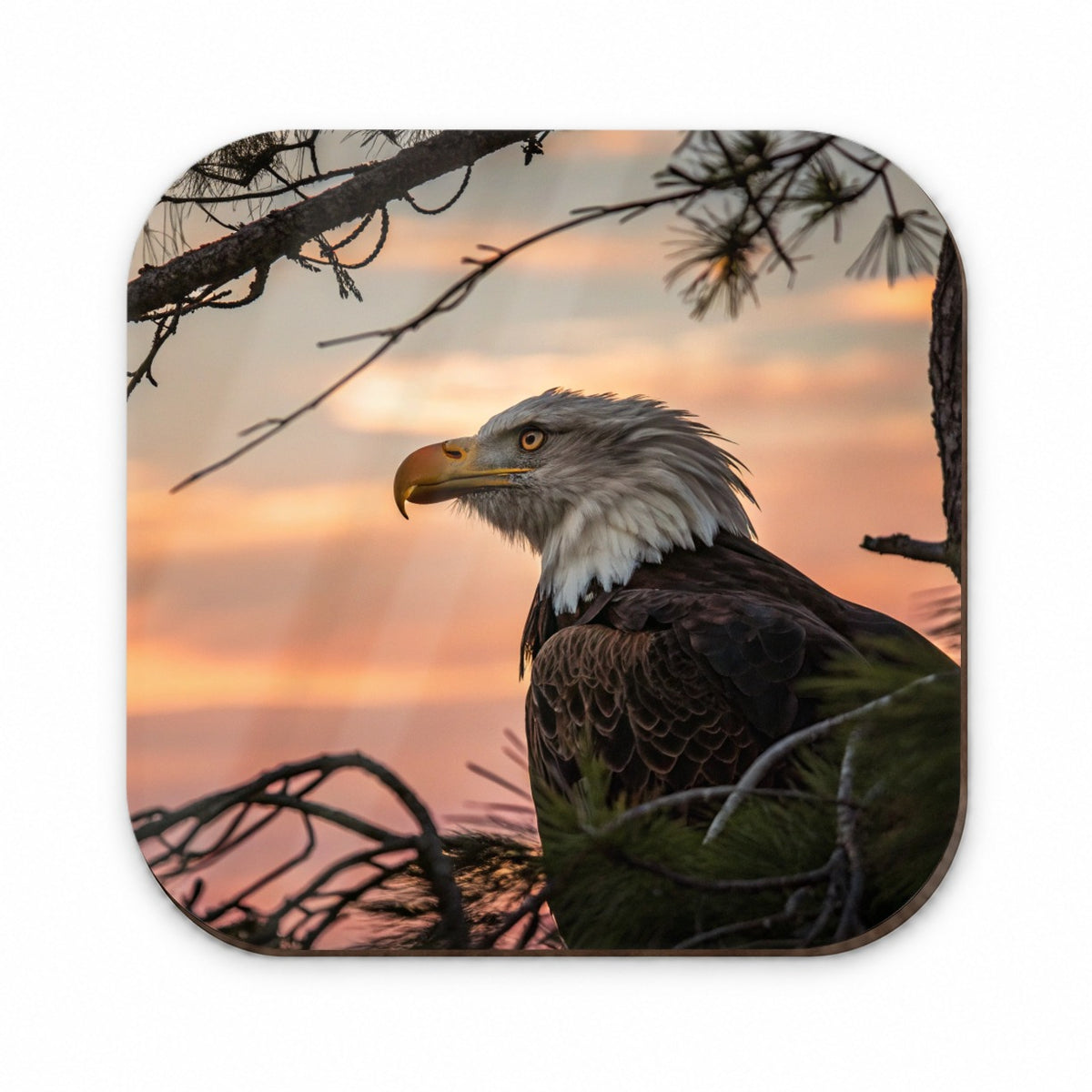 Bald Eagle At Sunset Fridge Magnet
