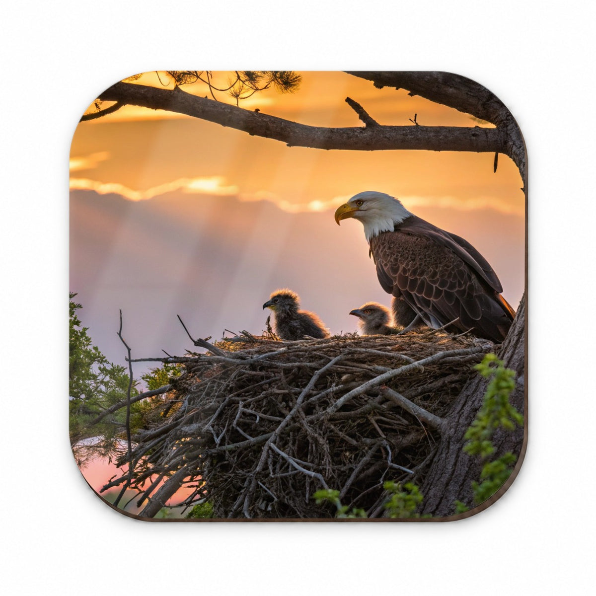 Bald Eagle Babies In Nest Sunset Fridge Magnet