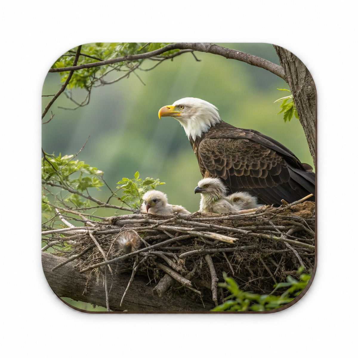 Bald Eagle Babies In Nest Fridge Magnet