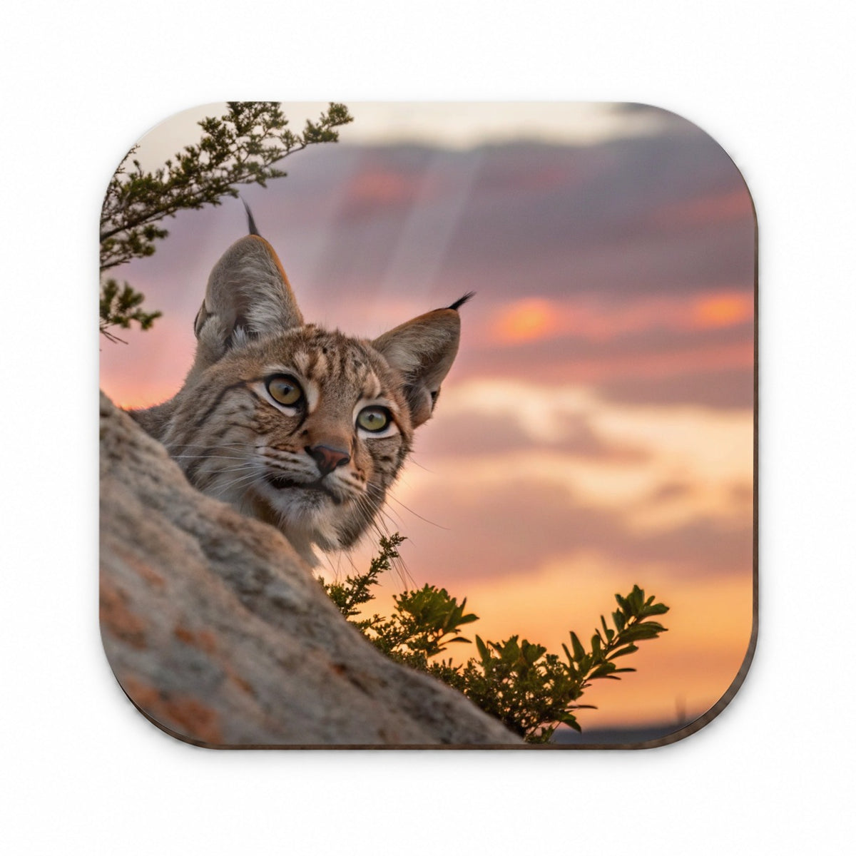 Bobcat At Sunset Fridge Magnet