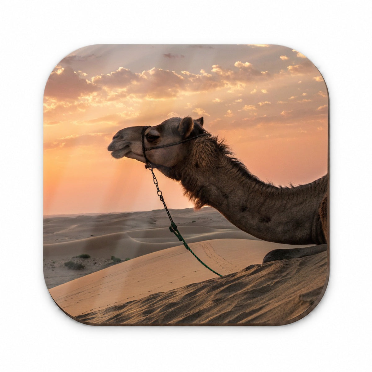Camel Desert At Sunset Fridge Magnet
