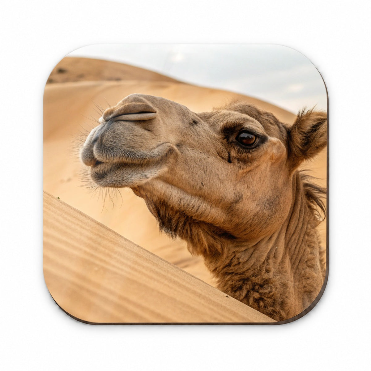 Camel Desert Wildlife Nature Fridge Magnet