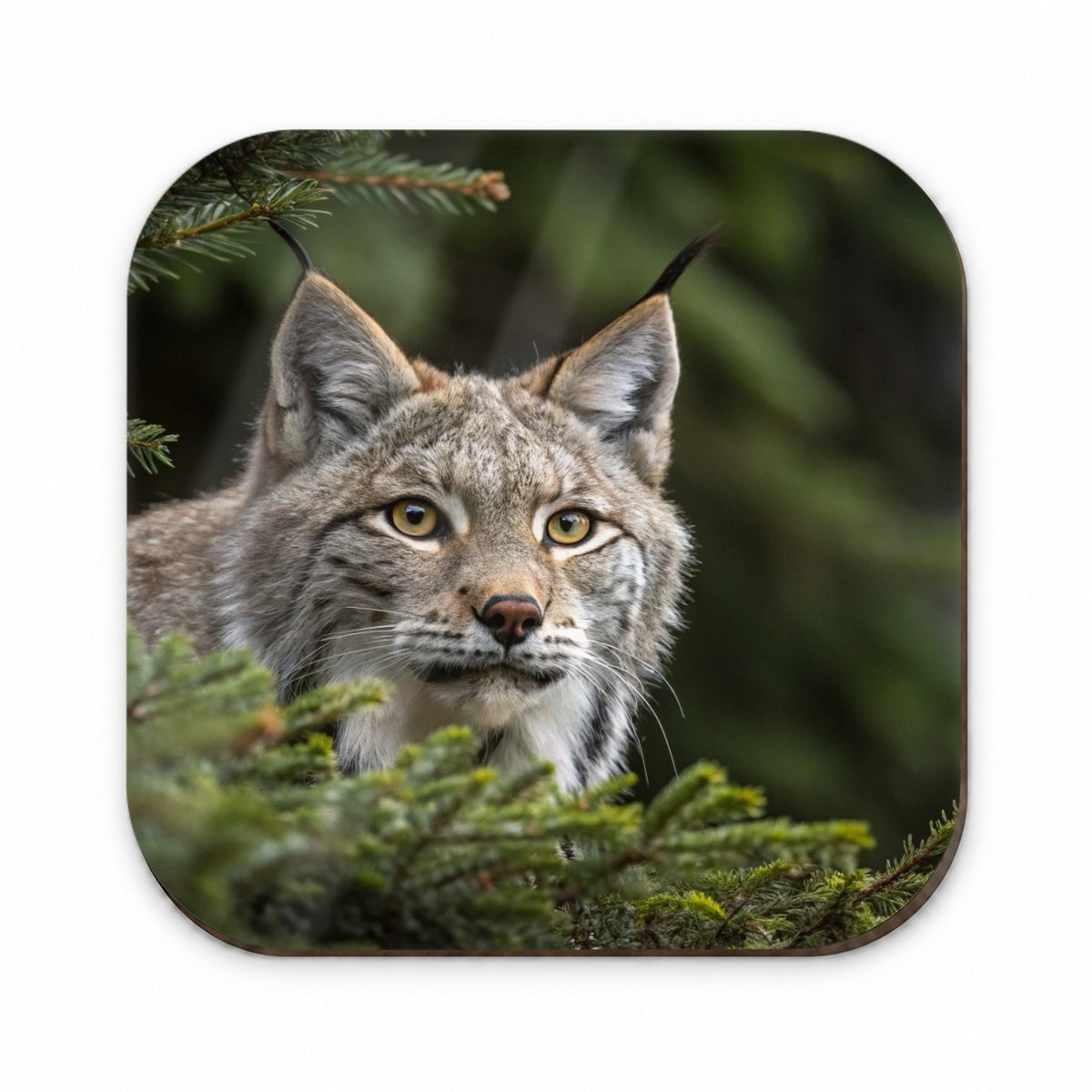 Canada Lynx Wildlife Nature Fridge Magnet