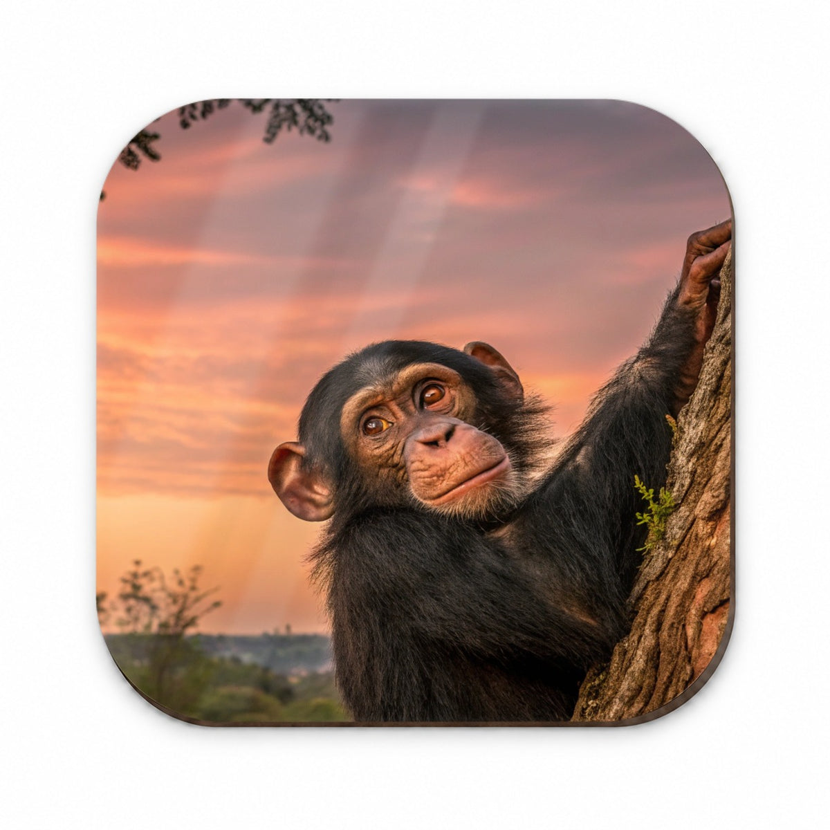 Chimpanzee Ape At Sunset Fridge Magnet