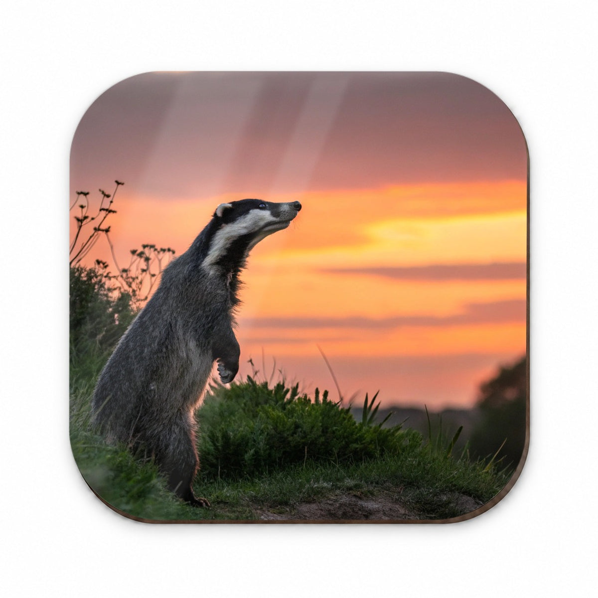 Curious Badger Sunset Scene Fridge Magnet