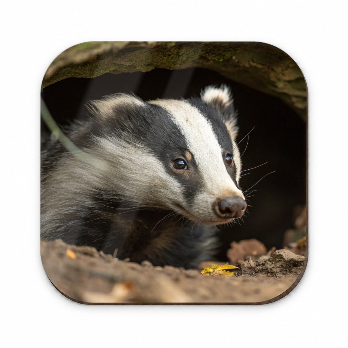 Curious Badger Wildlife Nature Fridge Magnet
