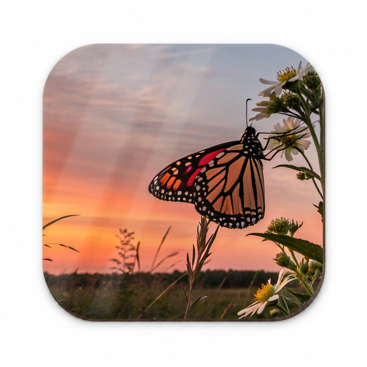 Monarch Butterfly At Sunset Fridge Magnet