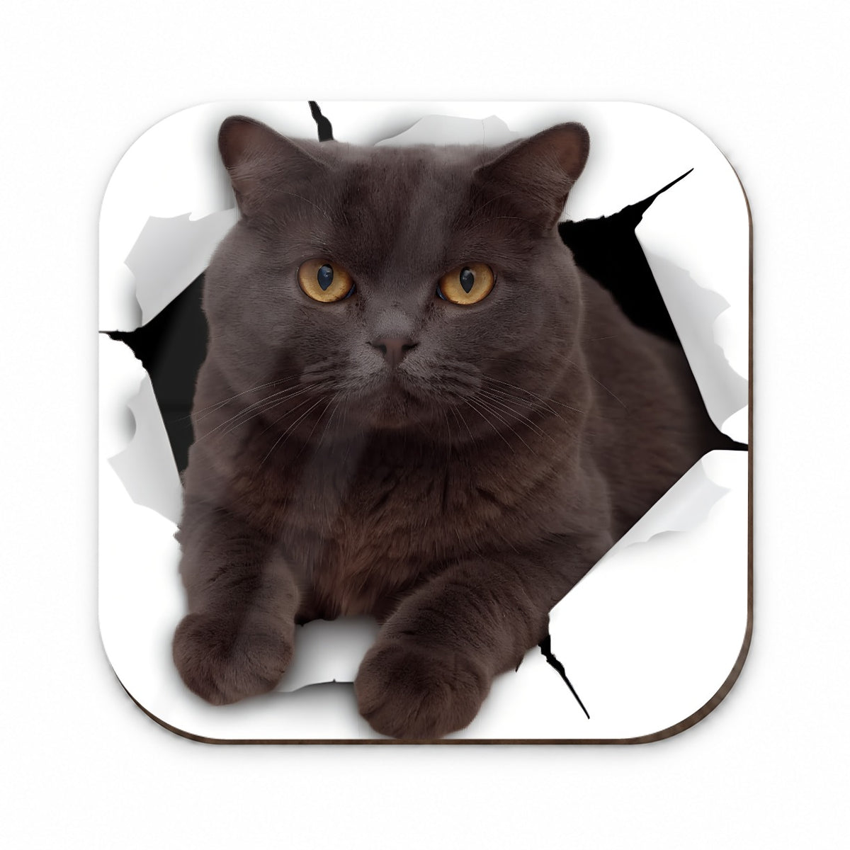 British Shorthair Cat Breakout Fridge Magnet