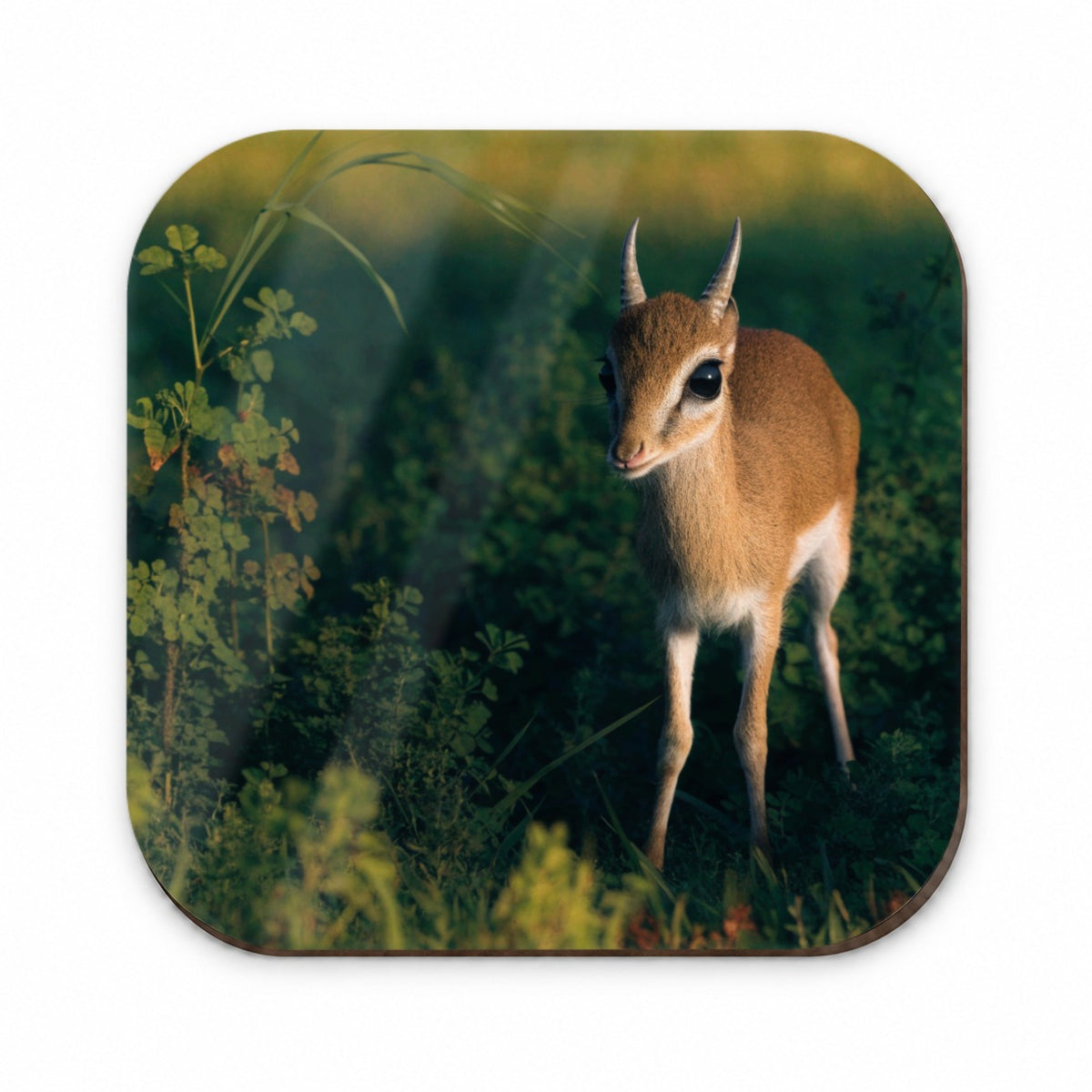Dik-dik Antelope Fridge Magnet