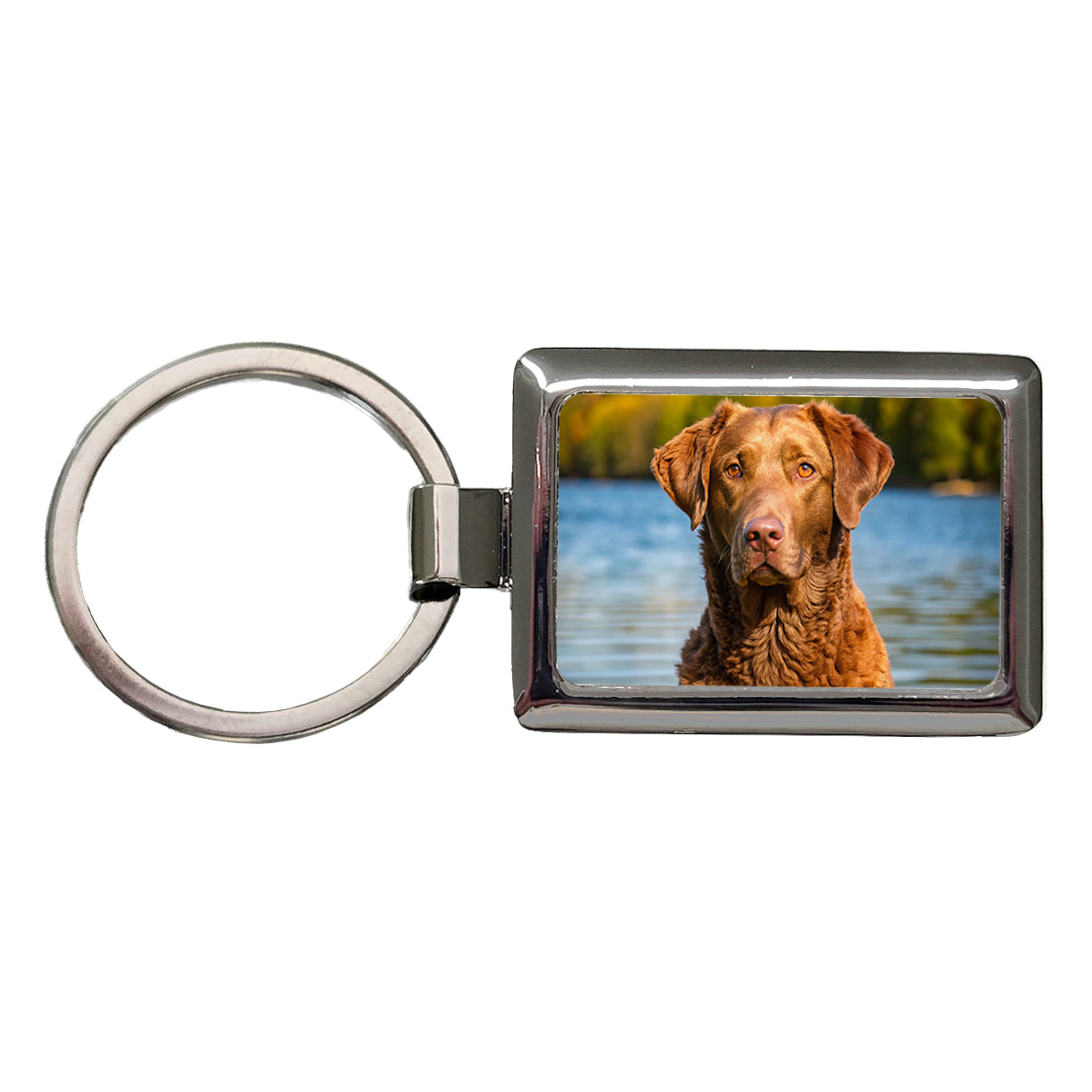 Chesapeake Bay Retriever Dog Photo Rectangle Metal Keychain