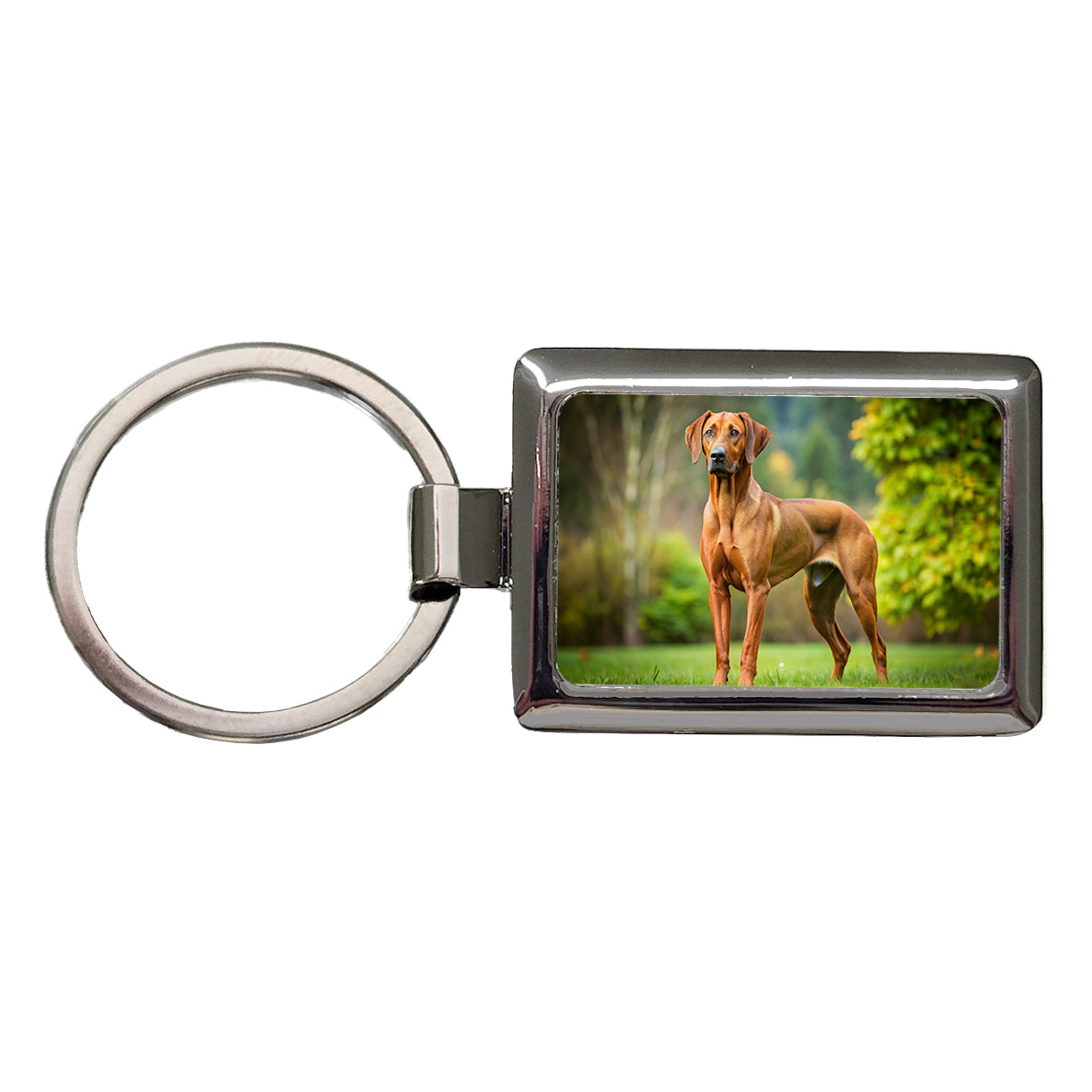 Rhodesian Ridgeback Dog Photo Rectangle Metal Keychain