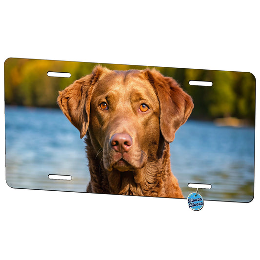 Chesapeake Bay Retriever Dog Photo Metal Vanity Novelty Tag License Plate for Trucks Cars SUVs