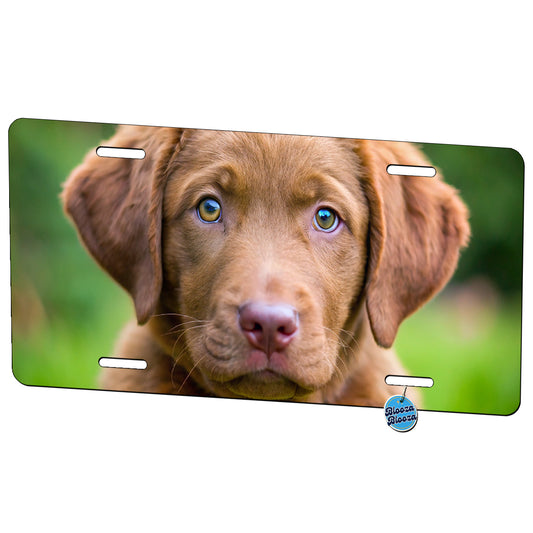 Chesapeake Bay Retriever Dog Puppy Photo Metal Vanity Novelty Tag License Plate for Trucks Cars SUVs